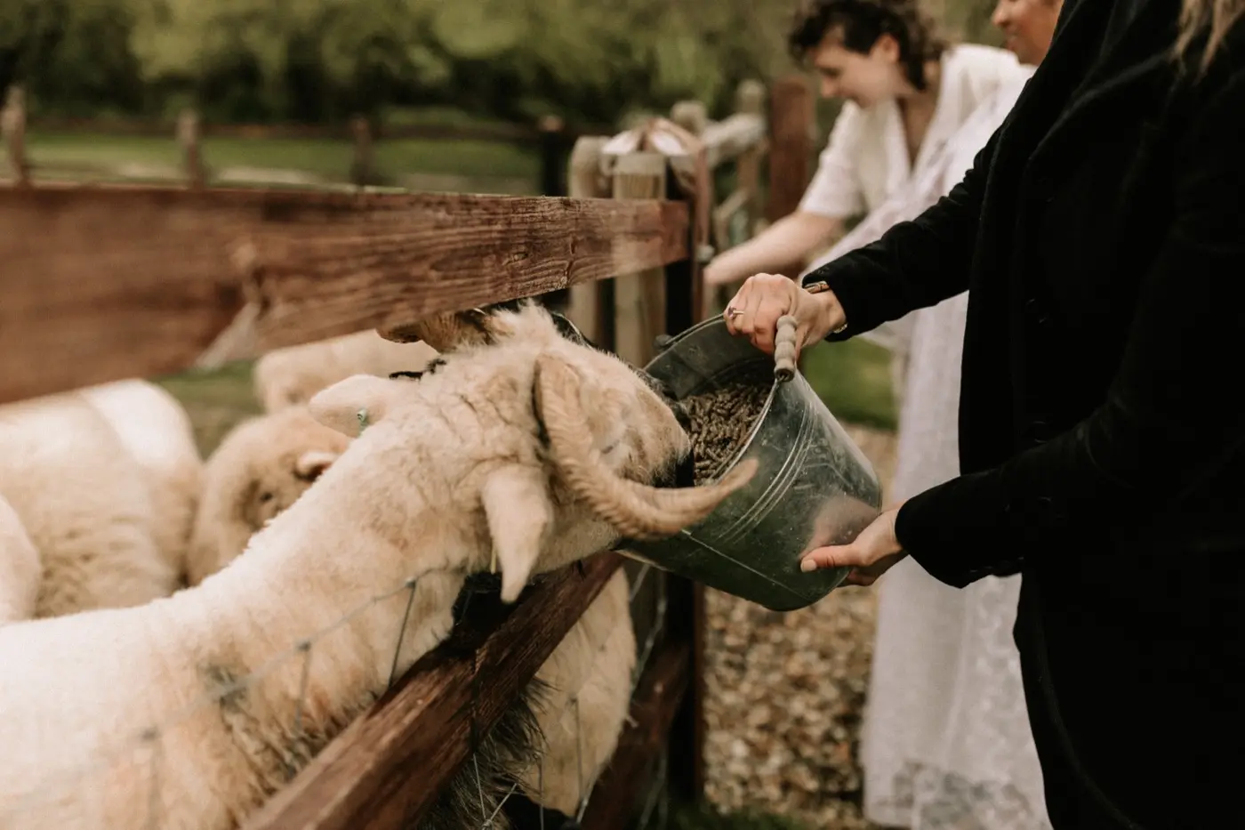 Nadia and Poppy feeding the sheep through the fence at Rudge Farm